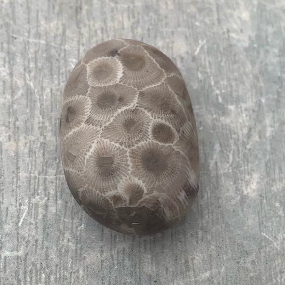 Petoskey stone - Picture 3 of 6